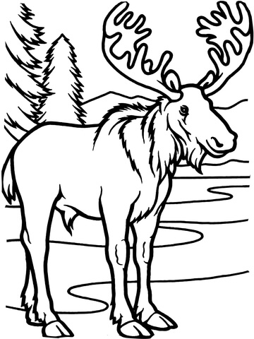 Moose Bull Coloring Page